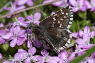 Graumelierter Alpen-Würfel-Dickkopffalter
