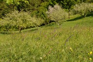 Wienerwaldwiesen05