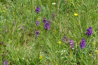 Wienerwaldwiesen04