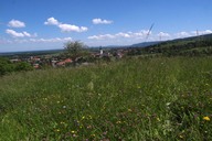 Wienerwaldwiesen11