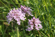 Wienerwaldwiesen07