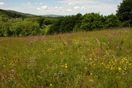 Wienerwaldwiesen06