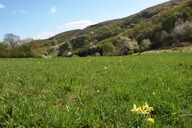 Wienerwaldwiesen03