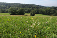 Wienerwaldwiesen13