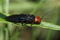 Stahlblaue Kiefern-Gespinstblattwespe