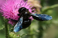Blaue Holzbiene