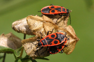 Feuerwanze