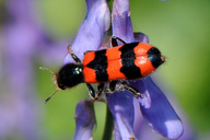 Bienenk�¤fer