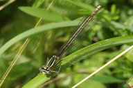 Blaue Federlibelle