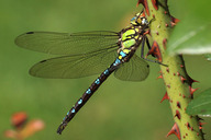 Blaugr�¼ne Mosaikjungfer