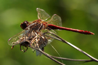 Blutrote Heidelibelle