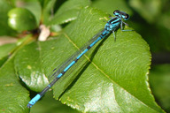 Hufeisen-Azurjungfer