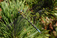 Blaugr�¼ne Mosaikjungfer