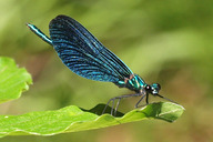 Blaufl�¼gel-Prachtlibelle
