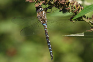 Herbst-Mosaikjungfer