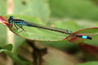 Große Pechlibelle