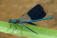 Geb�¤nderte Prachtlibelle