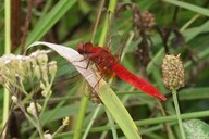Feuerlibelle