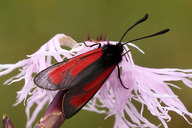 Thymian Widderchen