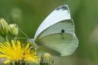 Kleiner Kohlweißling
