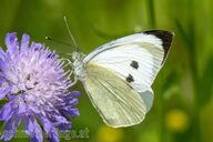 Großer Kohlweißling