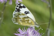 Östlicher Reseda-Weißling