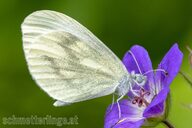 Tintenfleck-Weißling