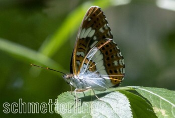 Kleiner Eisvogel 04