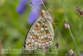 Mittlerer Perlmuttfalter 05